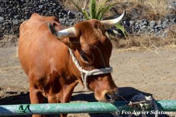 Muestra de ganado de las fiestas del patrono de Telde (Foto  Francisco Javier Santana)